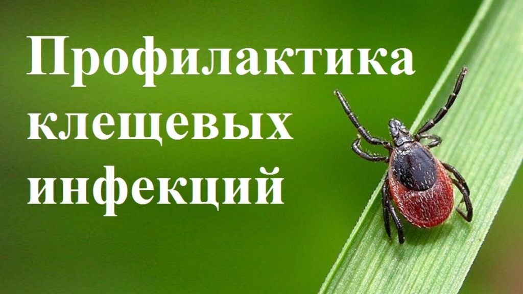 Профилактика клещевого вирусного энцефалита
