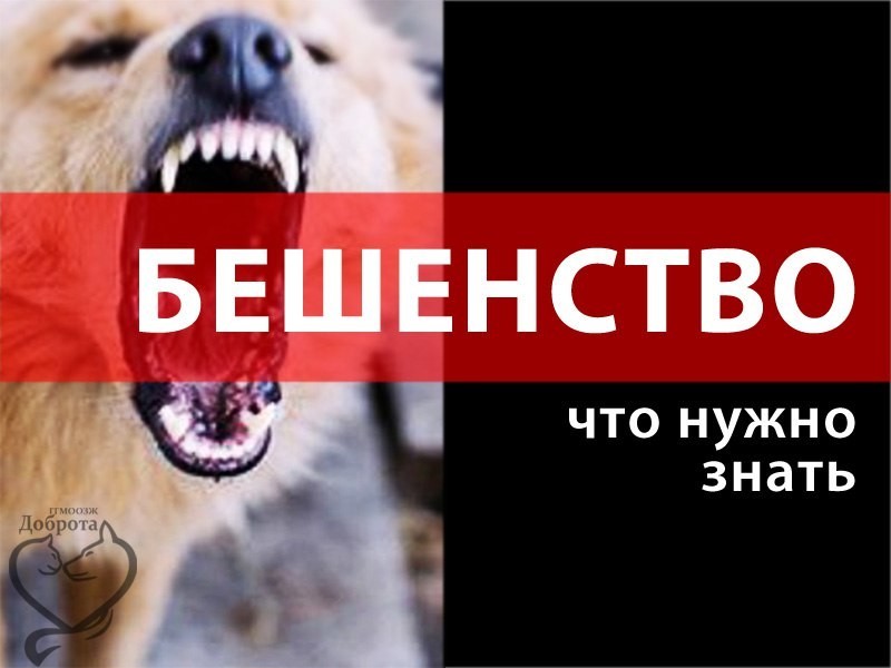 Как защититься от бешенства
