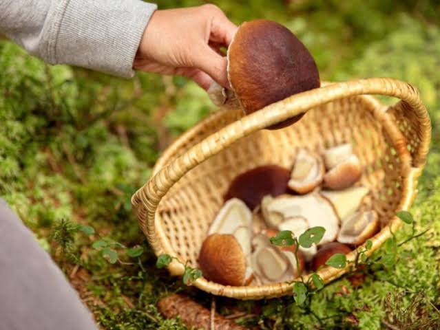 Грибная пора: чек-лист безопасного сбора, чистки и заготовки грибов