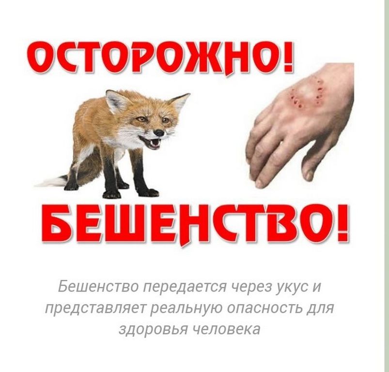 Внимание, бешенство! Основные меры защиты